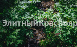Погружение в дикую красоту: участок в тайге. цена  Фото 7.