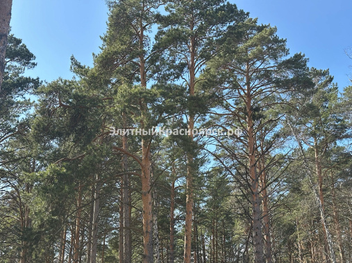 Участок с соснами и городским отоплением цена 47000000.00