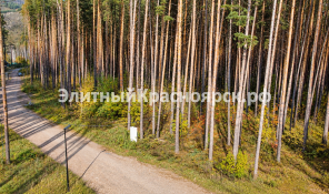 Участок в сосновом бору, граница с поселком Сосны — цена 43,8 млн. Фото 2.
